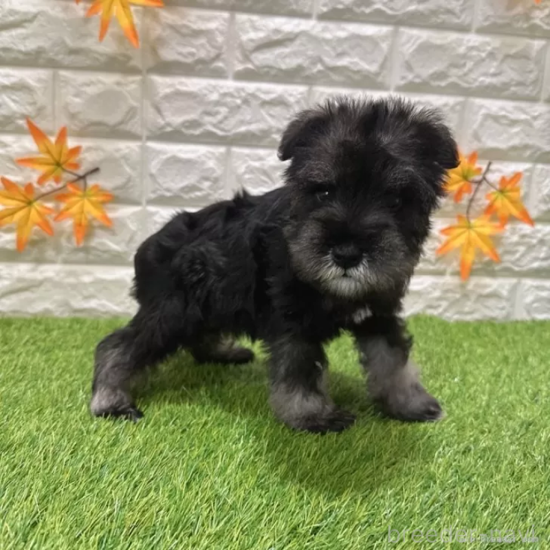 成約済の愛知県のミニチュアシュナウザー-426600の5枚目