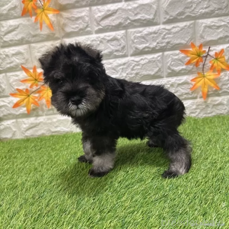 成約済の愛知県のミニチュアシュナウザー-426600の4枚目