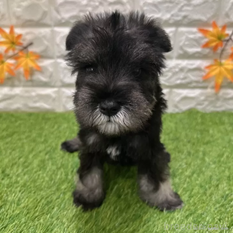 成約済の愛知県のミニチュアシュナウザー-426600の3枚目