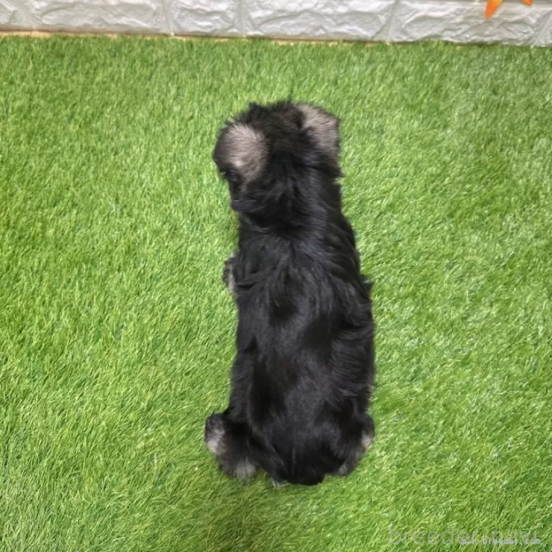 成約済の愛知県のミニチュアシュナウザー-426600の2枚目