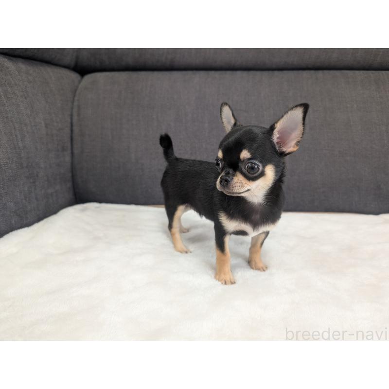 販売中の愛知県のチワワ(スムースコート)-419555の12枚目