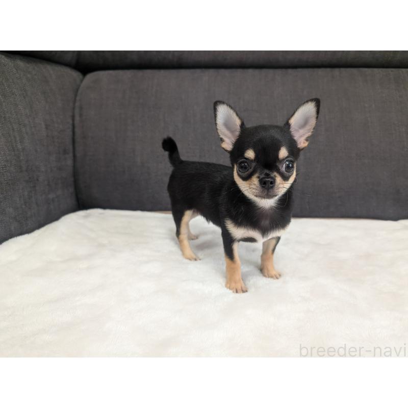 販売中の愛知県のチワワ(スムースコート)-419555の11枚目