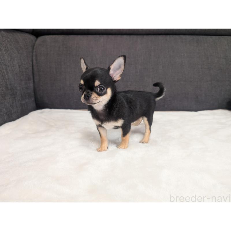 販売中の愛知県のチワワ(スムースコート)-419555の10枚目