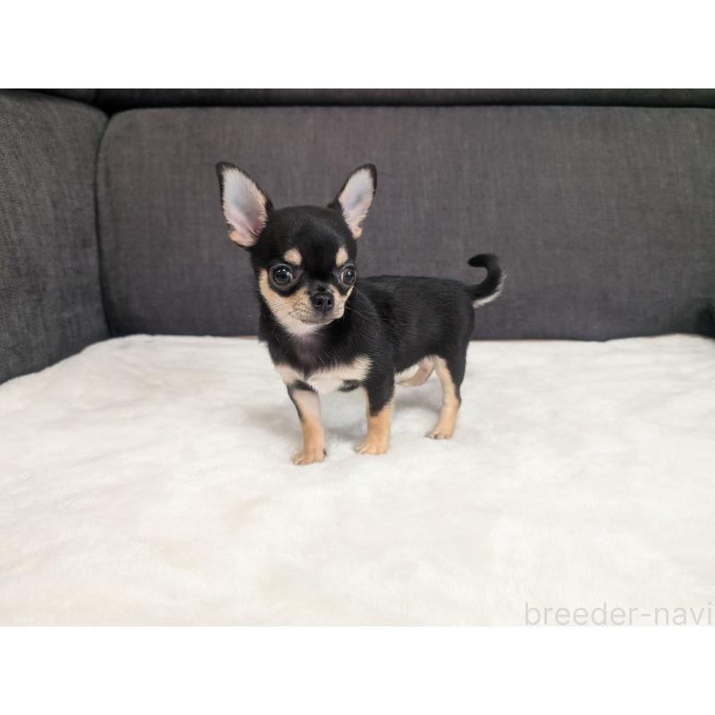 販売中の愛知県のチワワ(スムースコート)-419555の9枚目