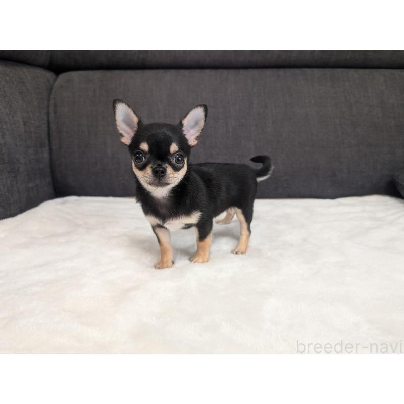 販売中の愛知県のチワワ(スムースコート)-419555の8枚目