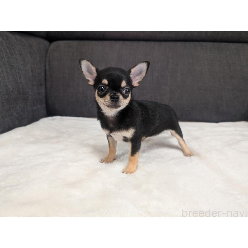 販売中の愛知県のチワワ(スムースコート)-419555の7枚目