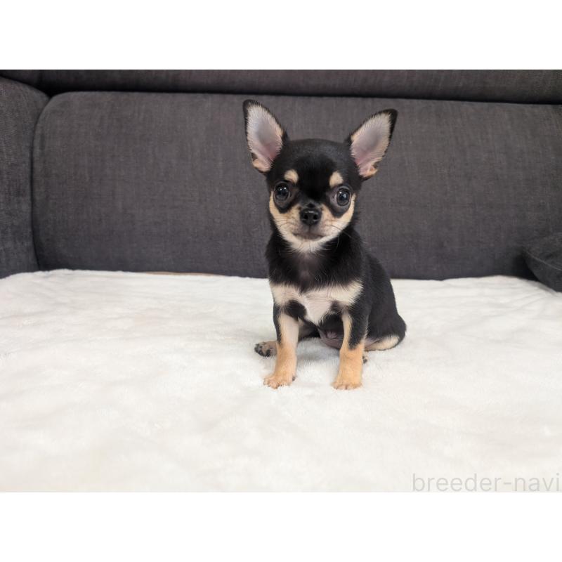 販売中の愛知県のチワワ(スムースコート)-419555の6枚目