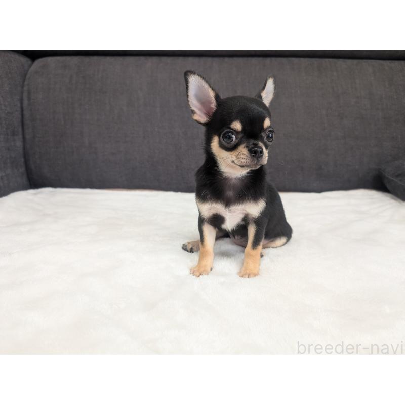 販売中の愛知県のチワワ(スムースコート)-419555の5枚目