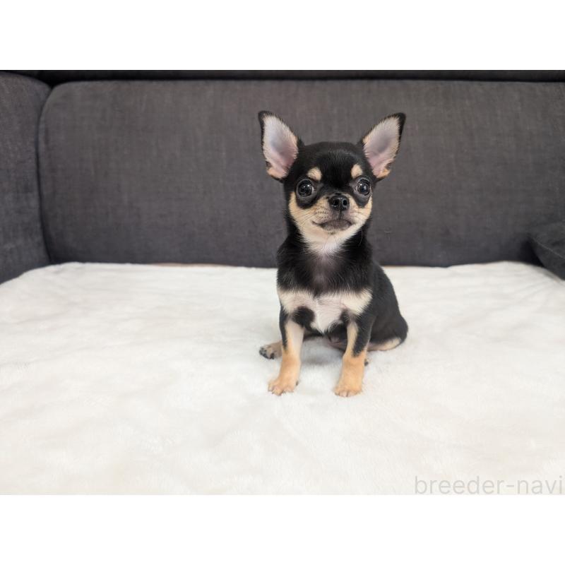 販売中の愛知県のチワワ(スムースコート)-419555の4枚目