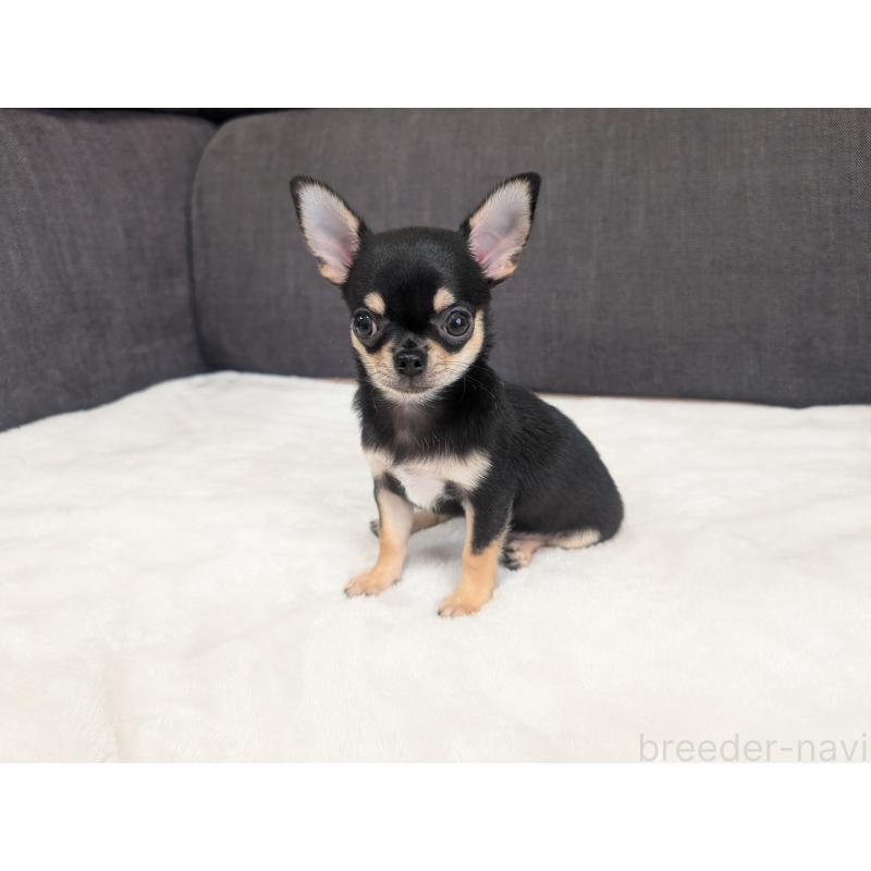 販売中の愛知県のチワワ(スムースコート)-419555の3枚目