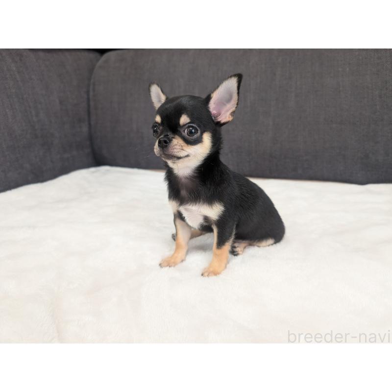販売中の愛知県のチワワ(スムースコート)-419555の2枚目