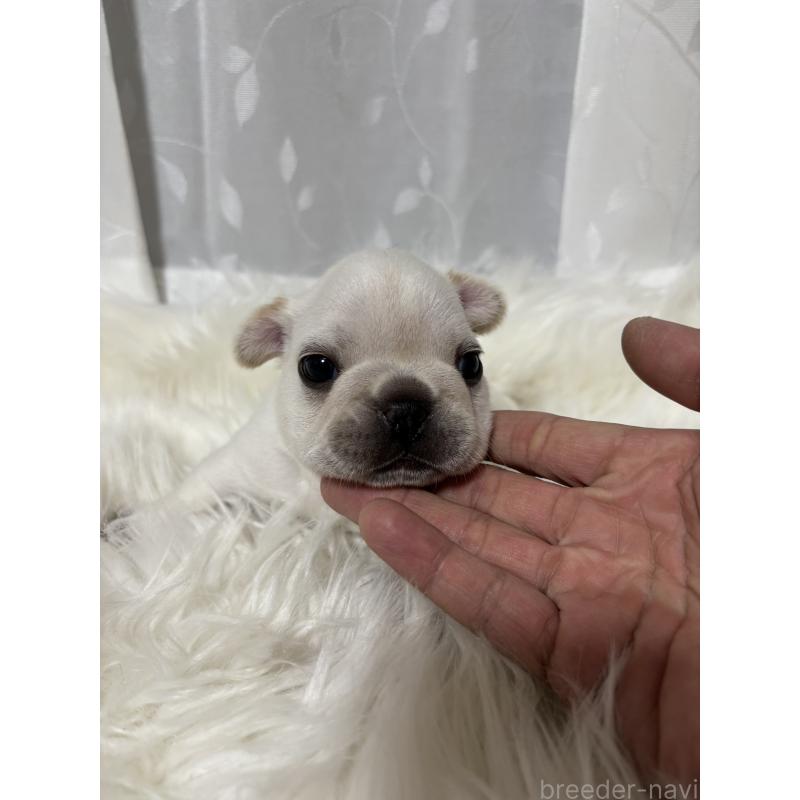 販売中の愛媛県のフレンチブルドッグ-428694の2枚目