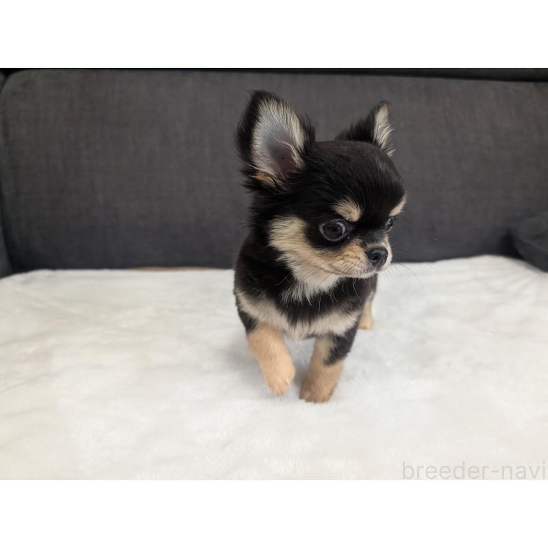 販売中の愛知県のチワワ(ロングコート)-419554の12枚目