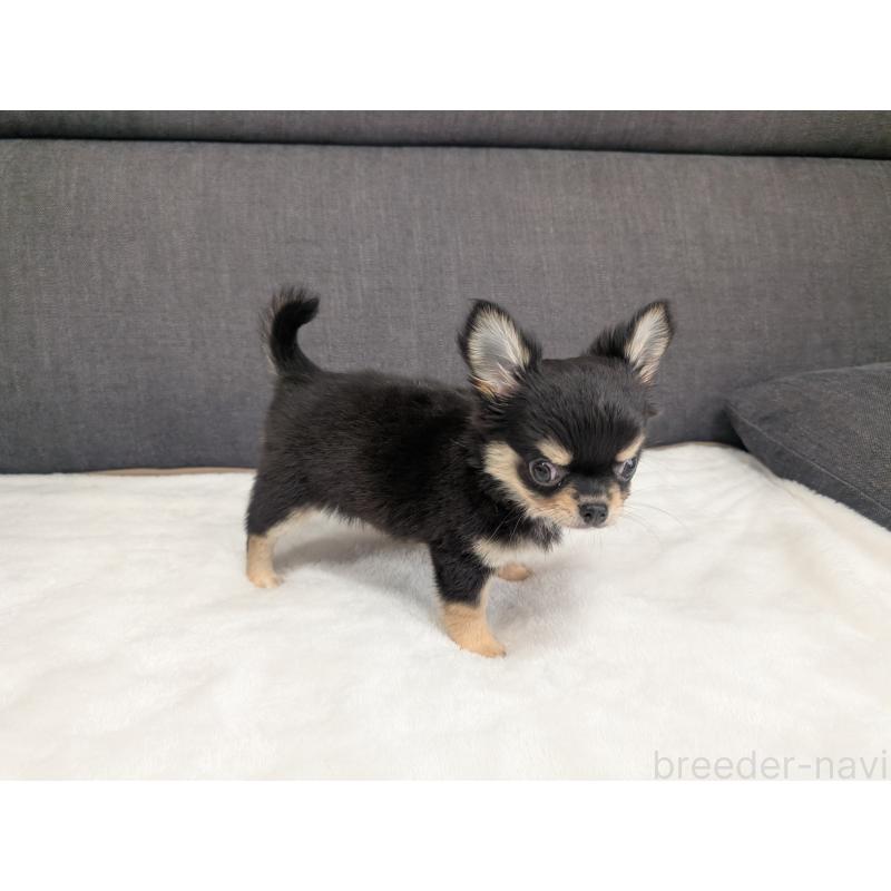 販売中の愛知県のチワワ(ロングコート)-419554の11枚目