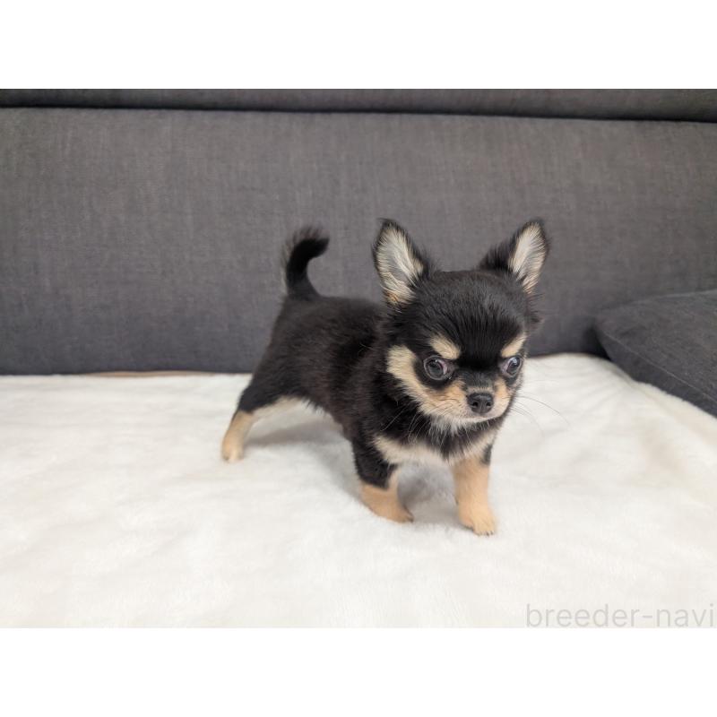 販売中の愛知県のチワワ(ロングコート)-419554の10枚目