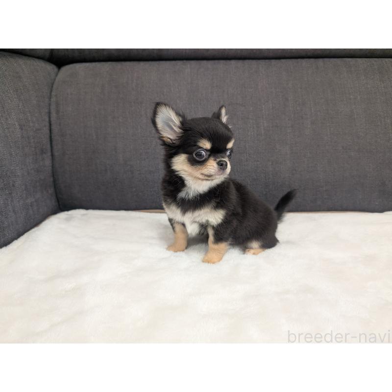 販売中の愛知県のチワワ(ロングコート)-419554の9枚目