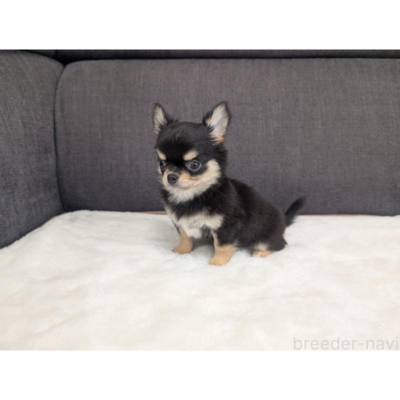 販売中の愛知県のチワワ(ロングコート)-419554の8枚目