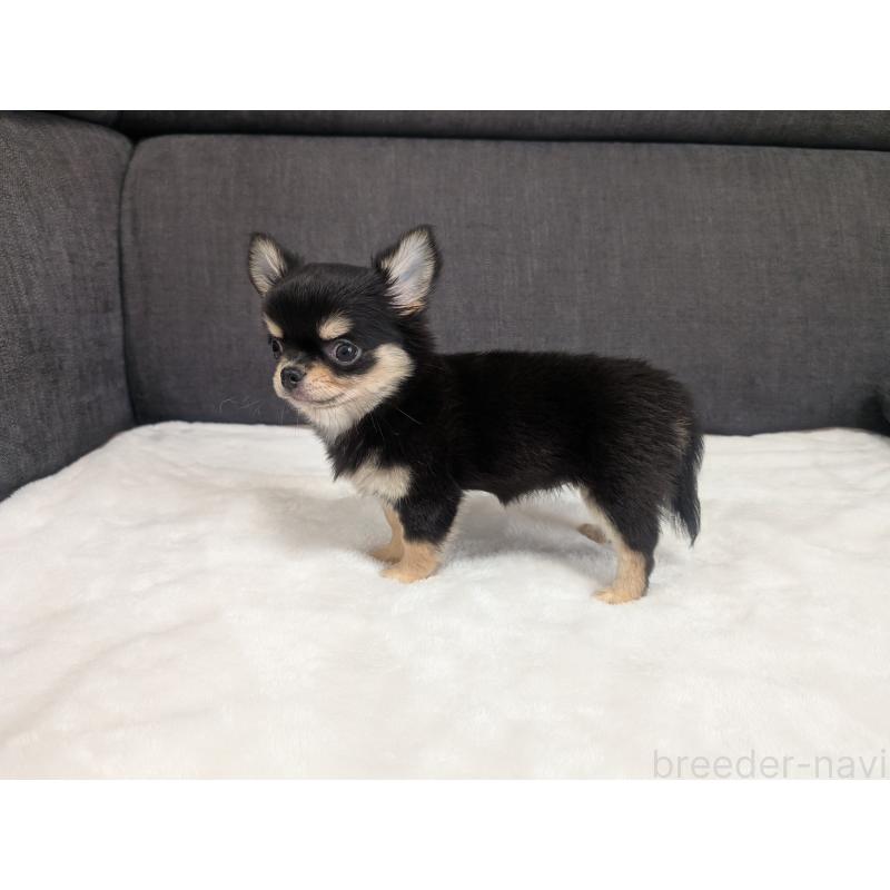 販売中の愛知県のチワワ(ロングコート)-419554の7枚目