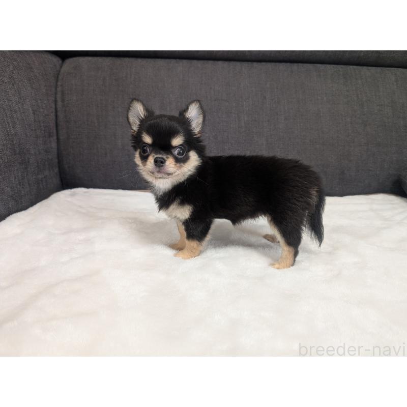 販売中の愛知県のチワワ(ロングコート)-419554の6枚目