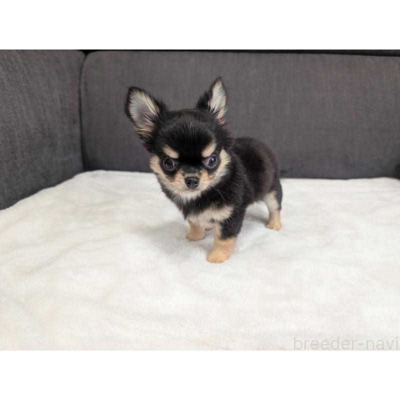 販売中の愛知県のチワワ(ロングコート)-419554の5枚目