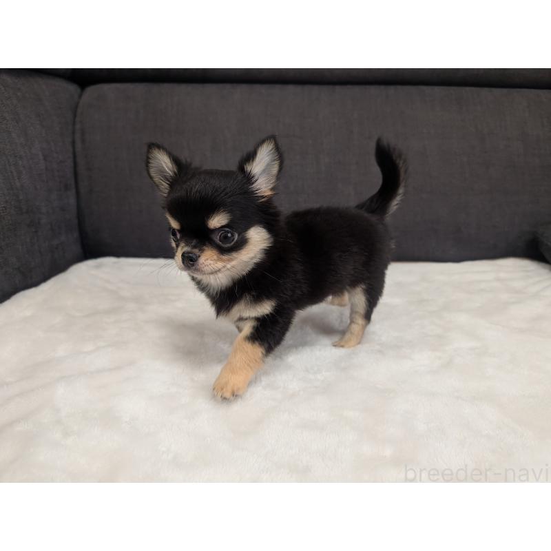 販売中の愛知県のチワワ(ロングコート)-419554の4枚目