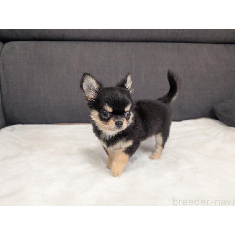 販売中の愛知県のチワワ(ロングコート)-419554の3枚目