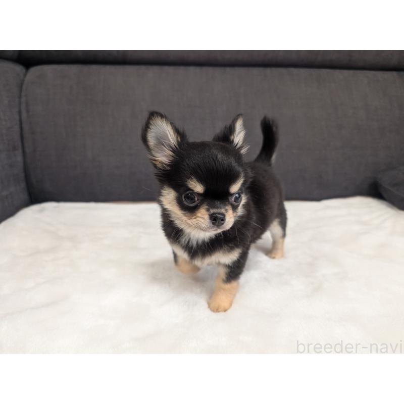 販売中の愛知県のチワワ(ロングコート)-419554の2枚目