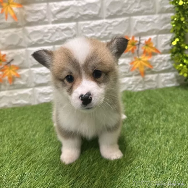 販売中の愛知県のウェルシュコーギーペンブローク-426375