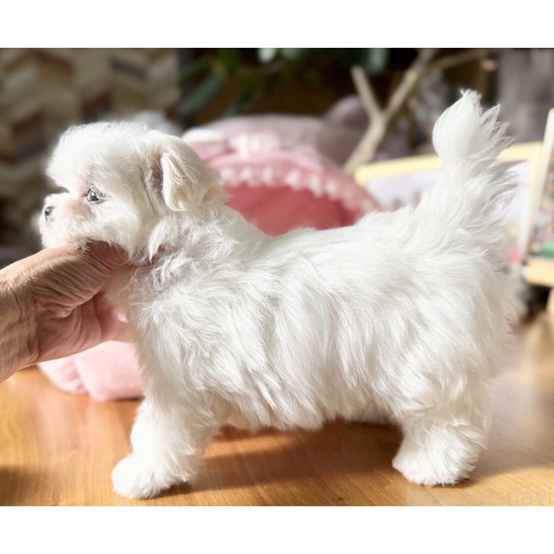 販売中の大阪府のマルチーズ-428696の9枚目