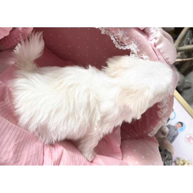 販売中の大阪府のマルチーズ-428696の8枚目