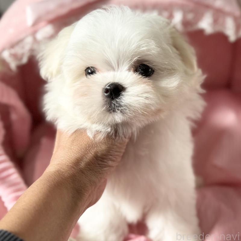 販売中の大阪府のマルチーズ-428696の7枚目