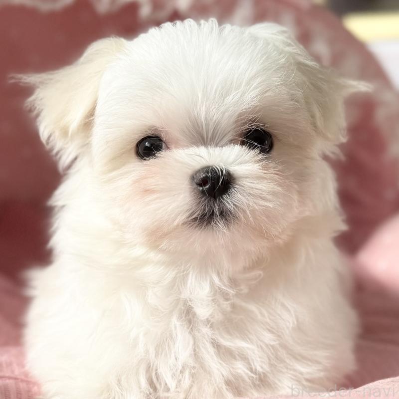 販売中の大阪府のマルチーズ-428696の6枚目