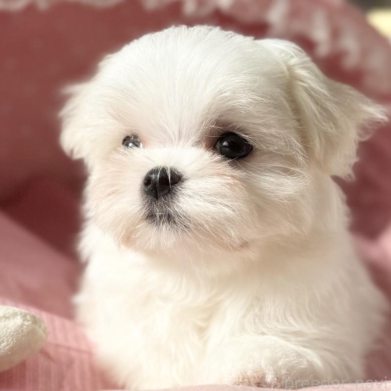 販売中の大阪府のマルチーズ-428696の5枚目