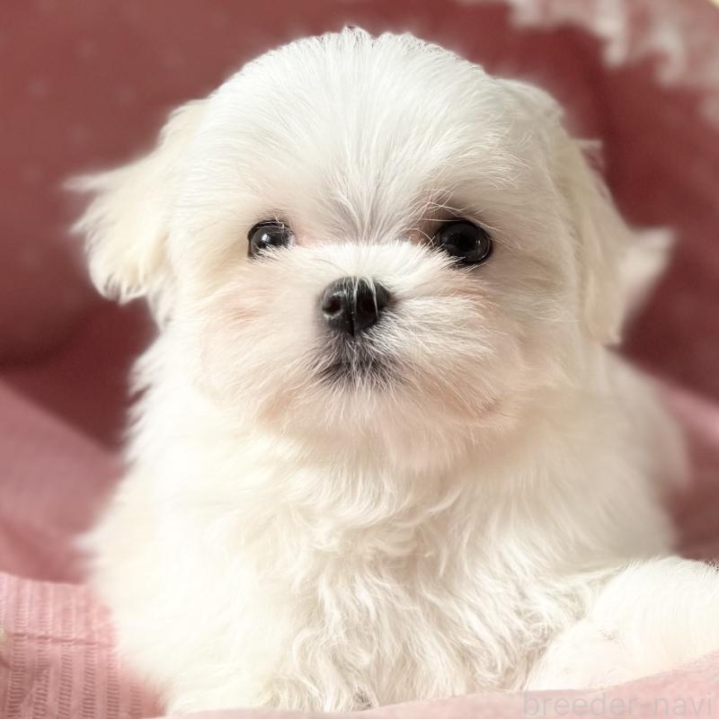 販売中の大阪府のマルチーズ-428696の4枚目