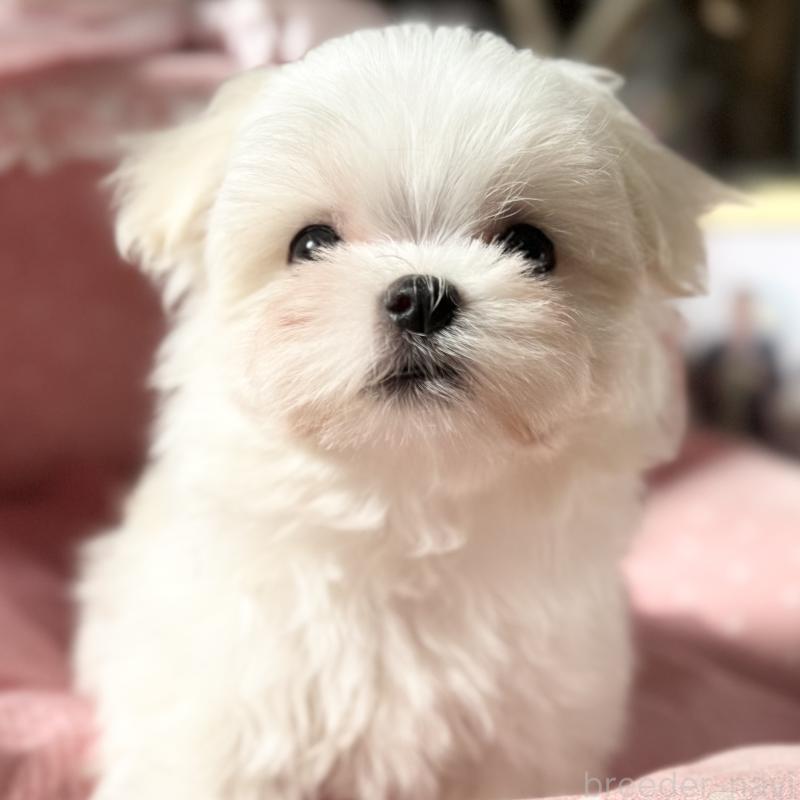 販売中の大阪府のマルチーズ-428696の3枚目