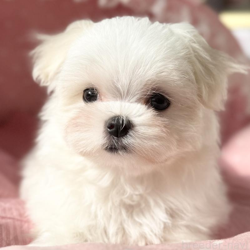 販売中の大阪府のマルチーズ-428696の2枚目