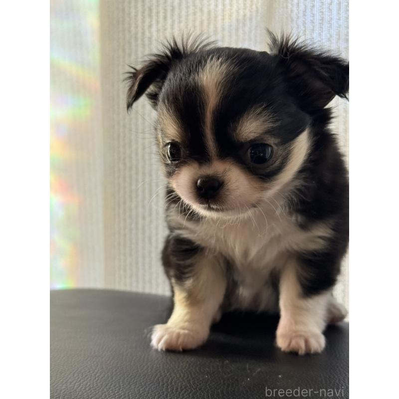 販売中の東京都のチワワ(ロングコート)-428697の9枚目