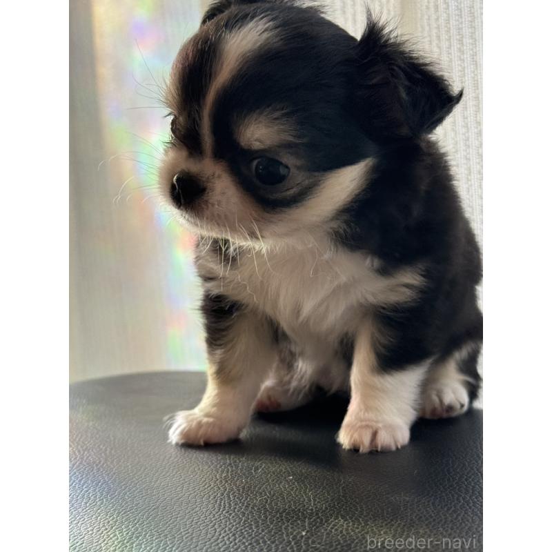 販売中の東京都のチワワ(ロングコート)-428697の8枚目