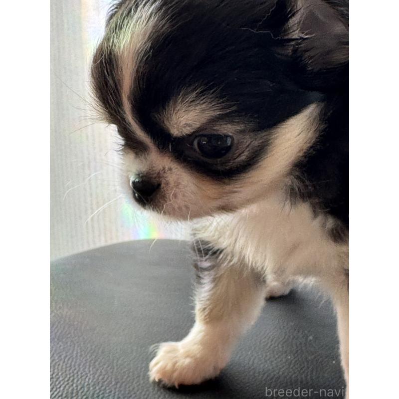 販売中の東京都のチワワ(ロングコート)-428697の7枚目