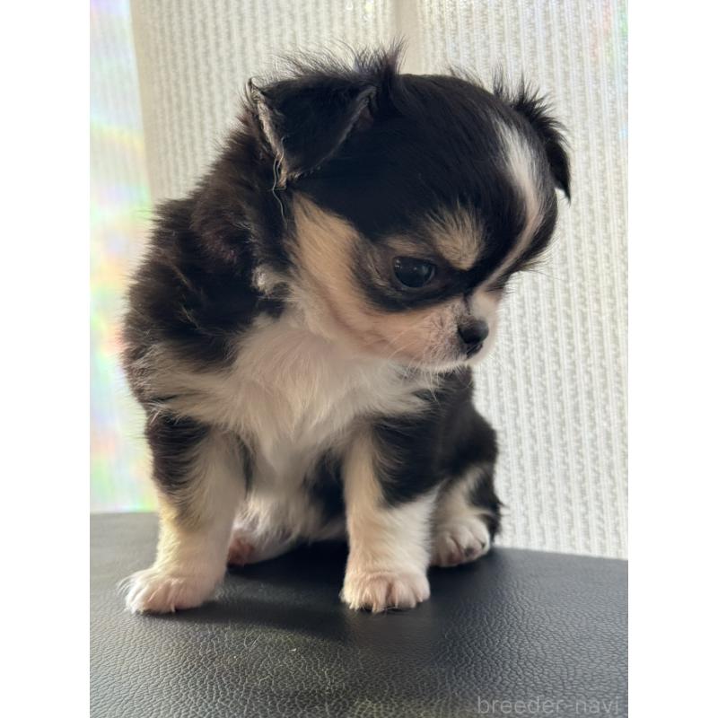 販売中の東京都のチワワ(ロングコート)-428697の6枚目