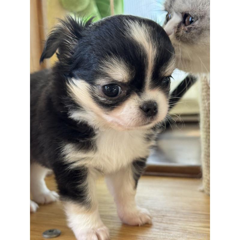 販売中の東京都のチワワ(ロングコート)-428697の5枚目