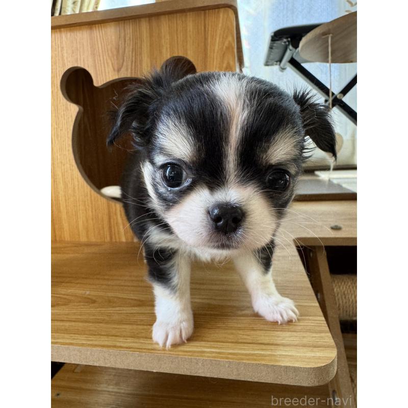 販売中の東京都のチワワ(ロングコート)-428697の4枚目