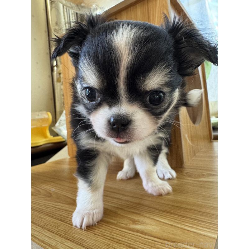 販売中の東京都のチワワ(ロングコート)-428697の3枚目