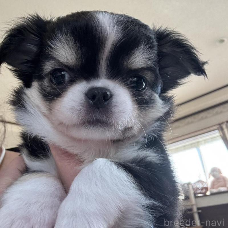 販売中の東京都のチワワ(ロングコート)-428697の1枚目