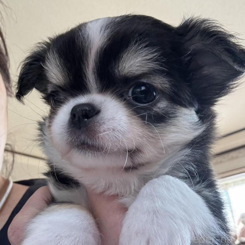 販売中の東京都のチワワ(ロングコート)-428697の2枚目