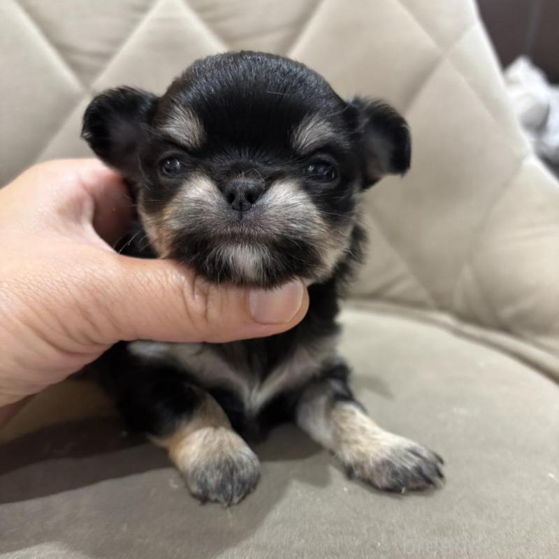 販売中の兵庫県のチワワ(ロングコート)-428686の2枚目