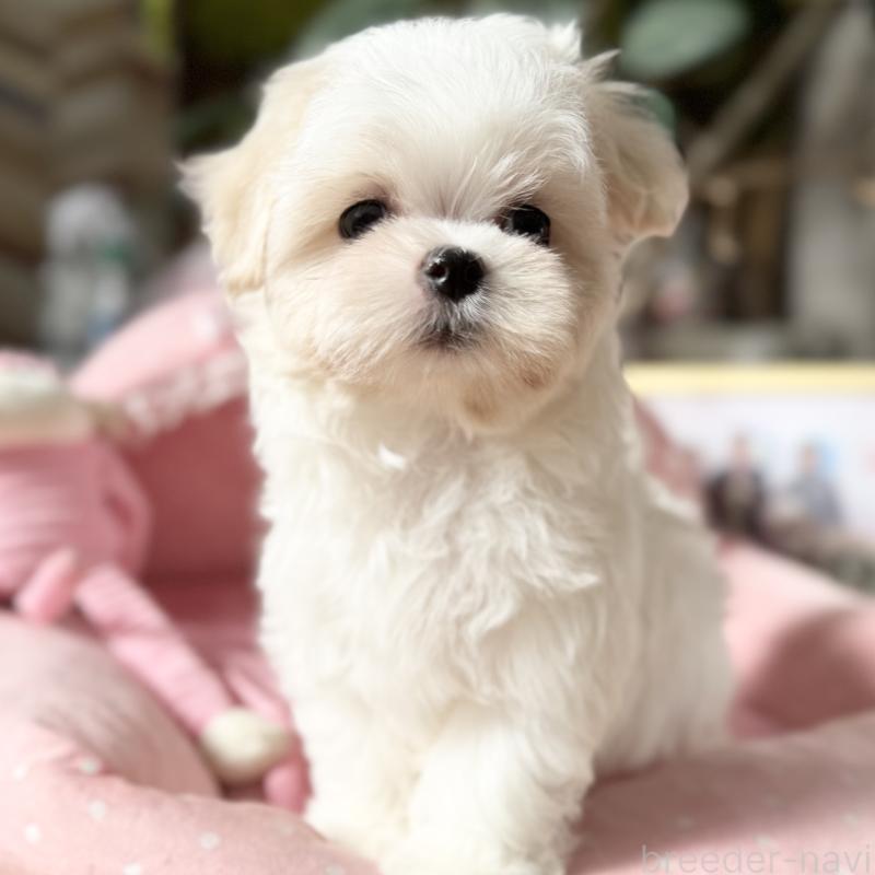 販売中の大阪府のマルチーズ-428698の7枚目