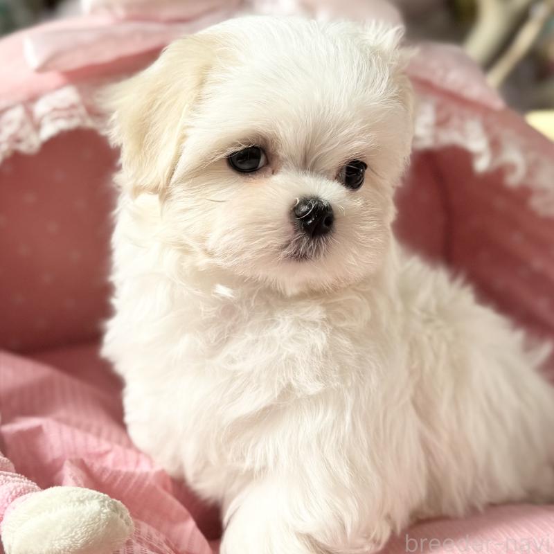 販売中の大阪府のマルチーズ-428698の5枚目