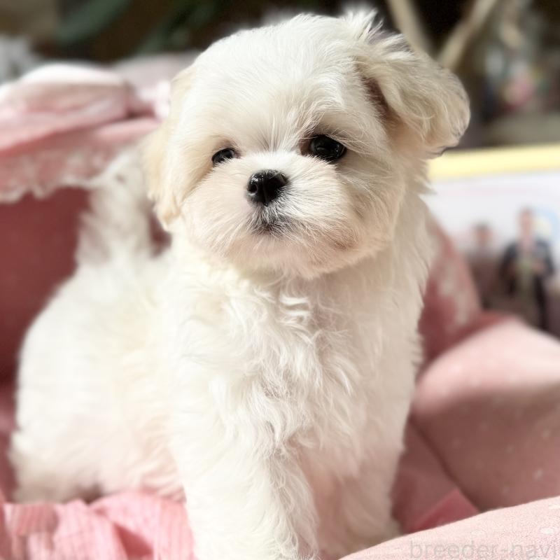 販売中の大阪府のマルチーズ-428698の4枚目