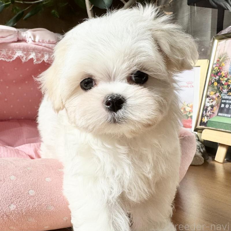 販売中の大阪府のマルチーズ-428698